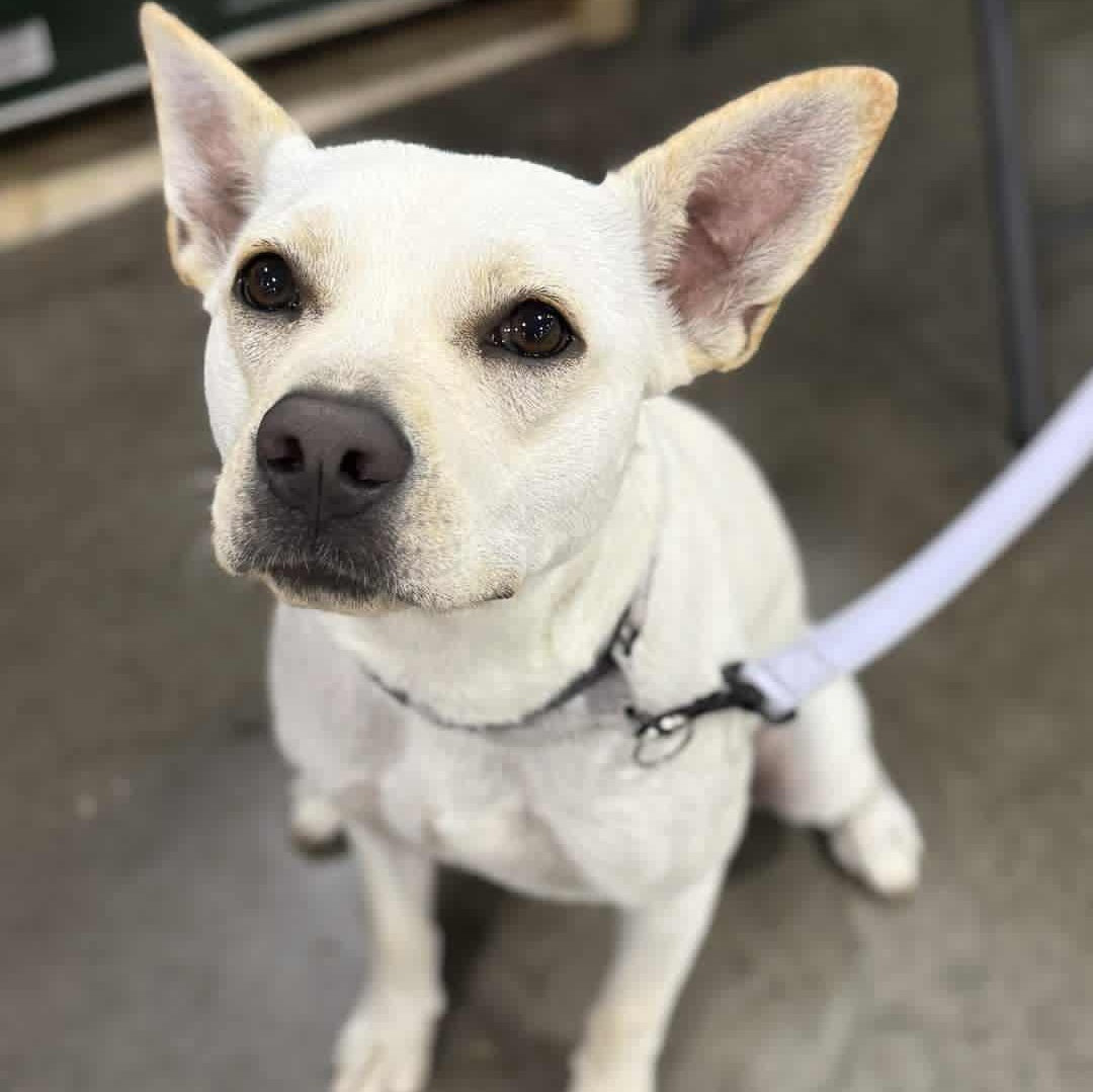 Sweetie, a Adoptable mixed breed in Geneseo , IL image 3/6