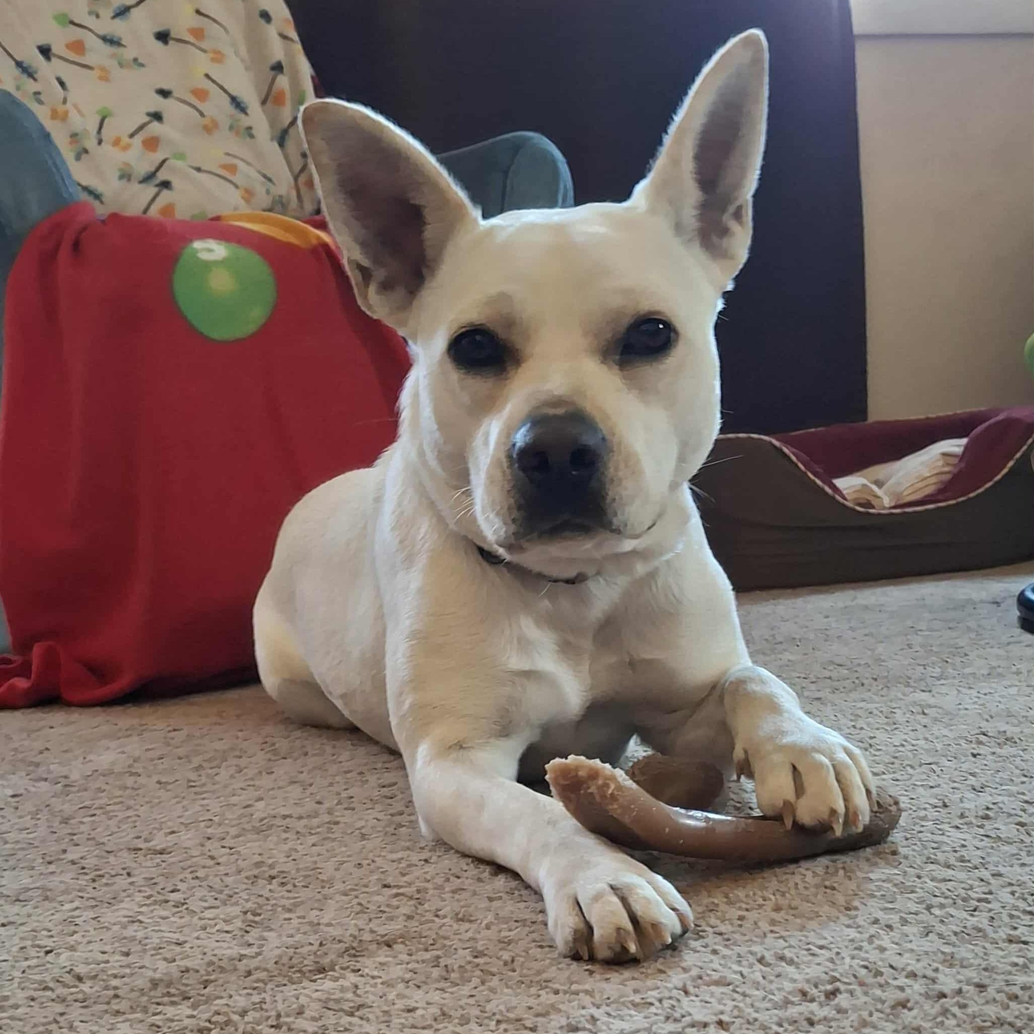 Sweetie, a Adoptable mixed breed in Geneseo , IL image 2/6