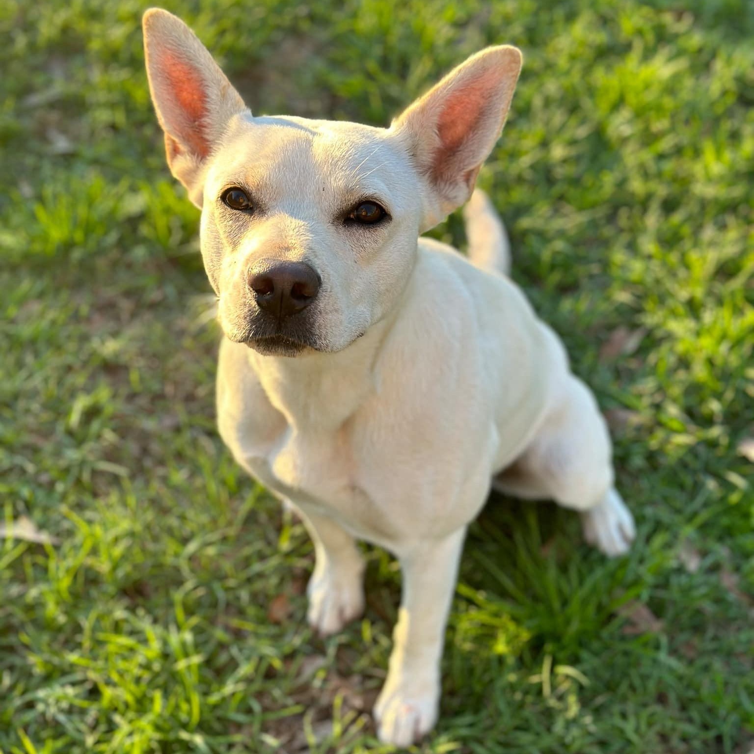 Sweetie, a Adoptable mixed breed in Geneseo , IL image 5/6