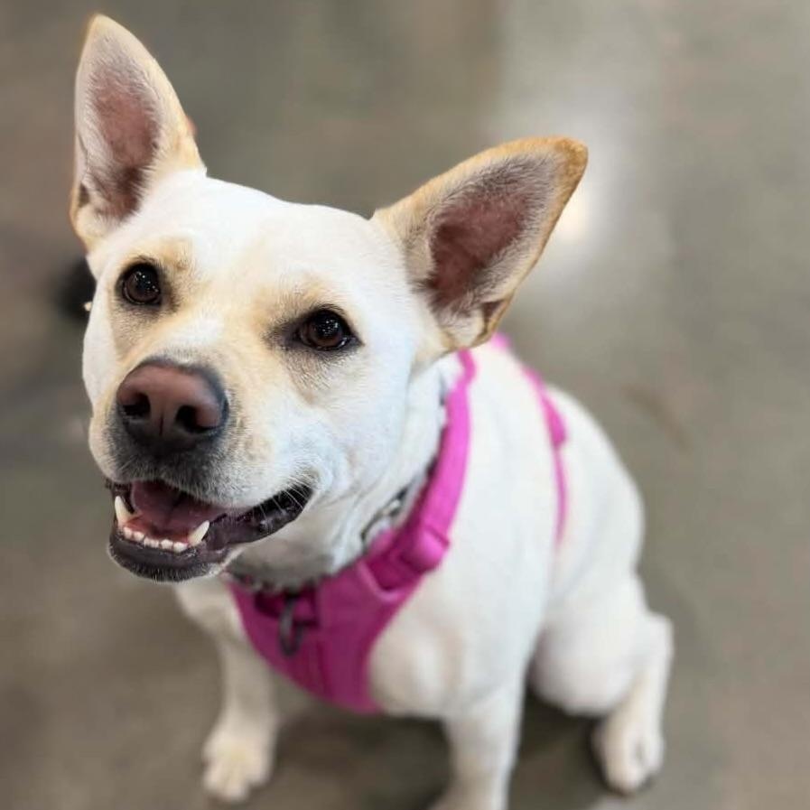 Sweetie, a Adoptable mixed breed in Geneseo , IL image 1/6