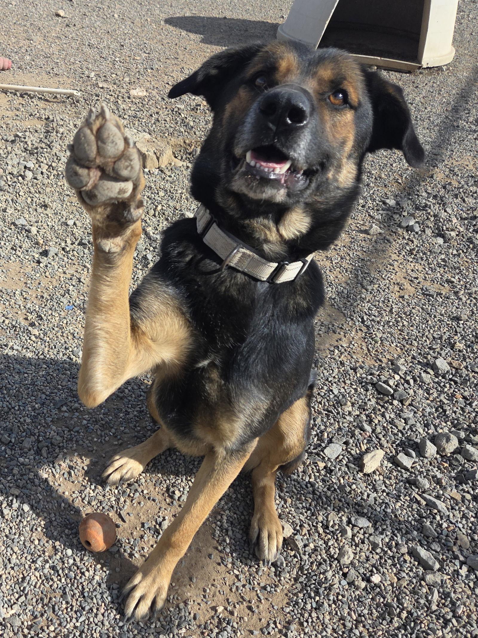 Enlarge Raider, a Adoptable mixed breed in Yreka, CA image 1/3