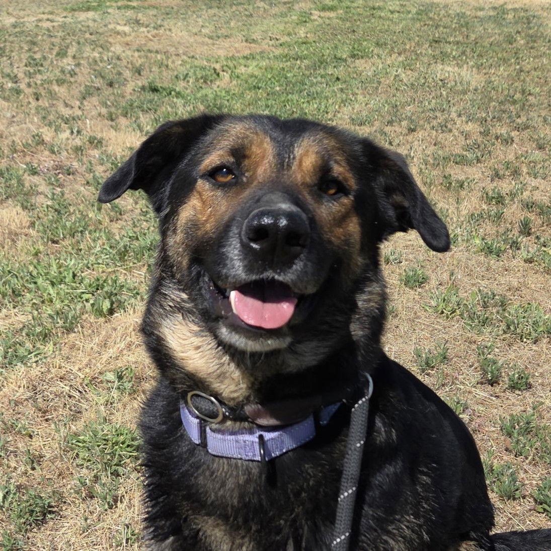 Enlarge Raider, a Adoptable mixed breed in Yreka, CA image 2/3