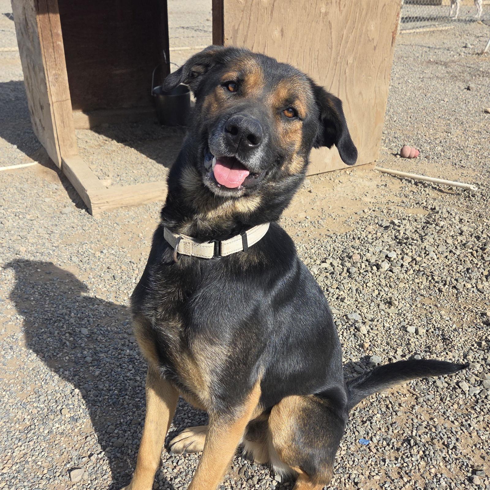 Enlarge Raider, a Adoptable mixed breed in Yreka, CA image 3/3