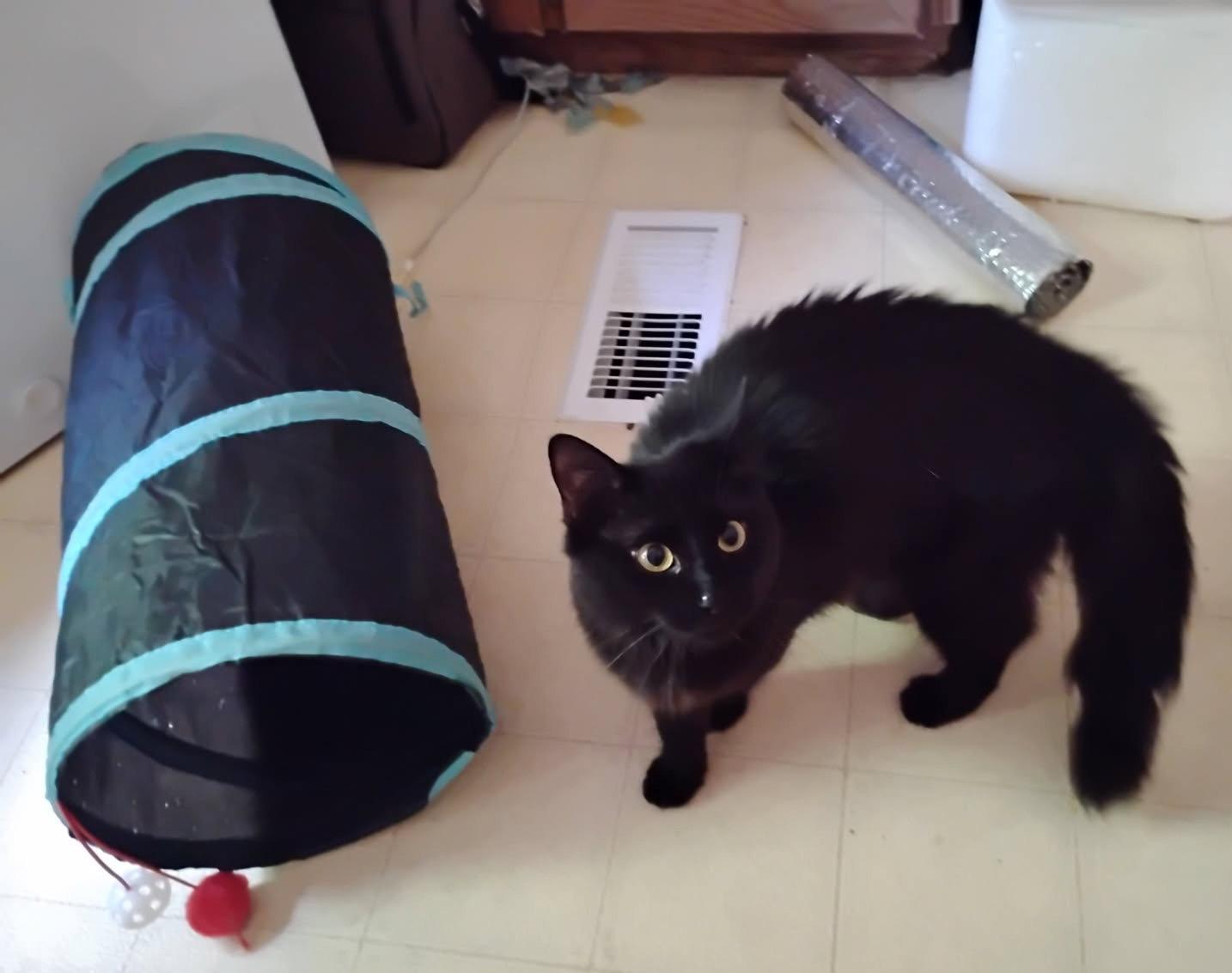 Enlarge ONYX, a Adoptable Domestic Medium Hair in San Antonio, TX image 1/3