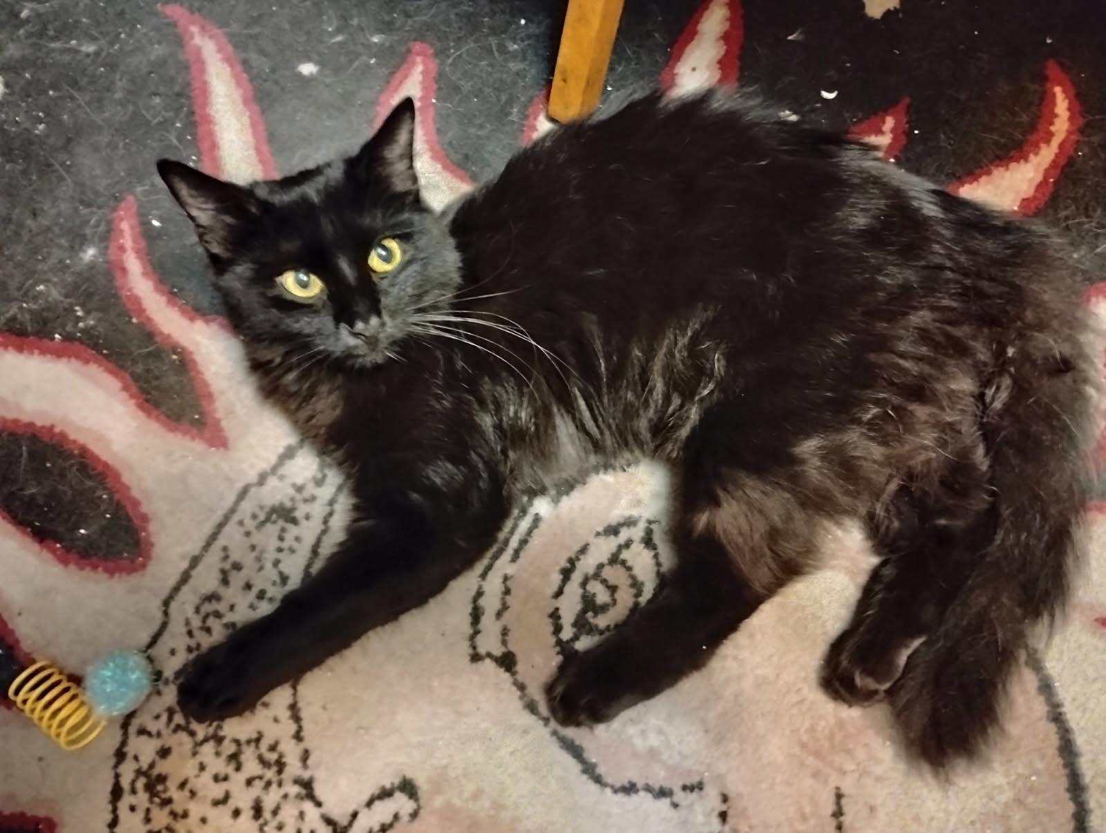 Enlarge ONYX, a Adoptable Domestic Medium Hair in San Antonio, TX image 2/3