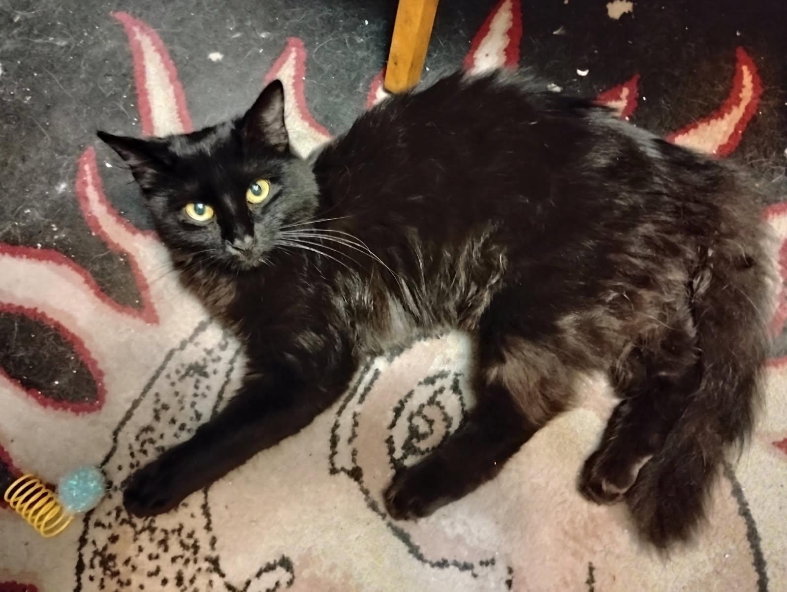 Enlarge ONYX, a Adoptable Domestic Medium Hair in San Antonio, TX image 3/3