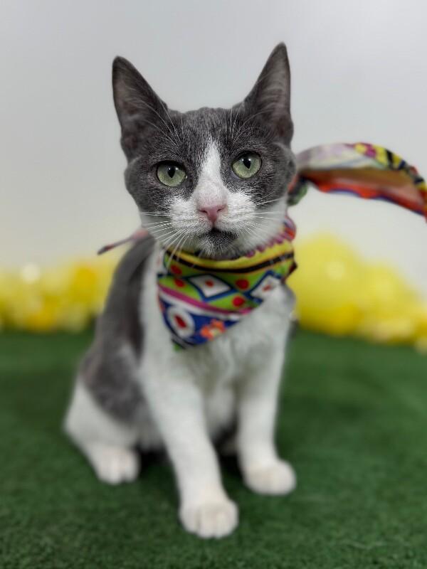 Enlarge Pucca, a ADOPTABLE mixed breed in Pasadena, CA image 1/1