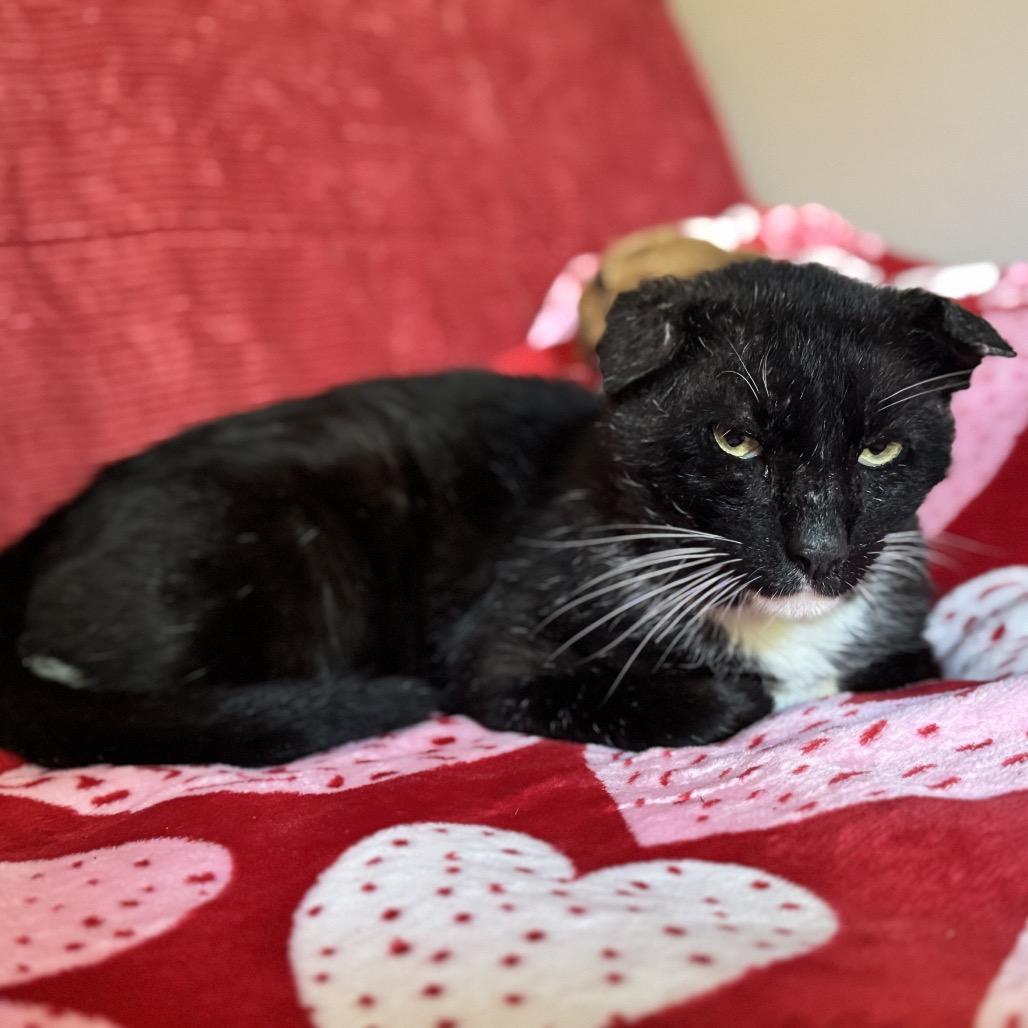 Bunny, a Adoptable Domestic Short Hair in Lauderhill, FL image 2/4