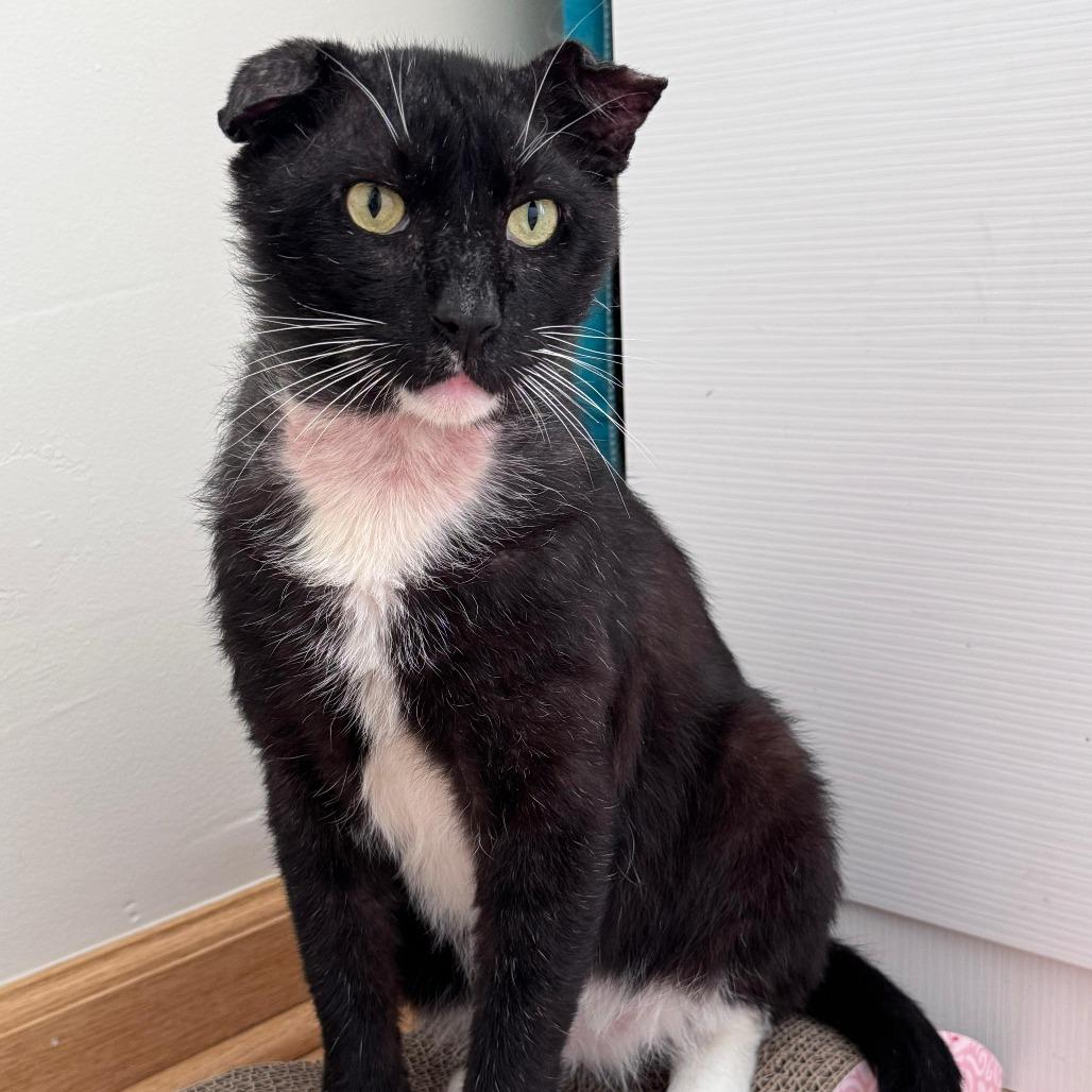 Bunny, Adoptable, Senior Male Domestic Short Hair.