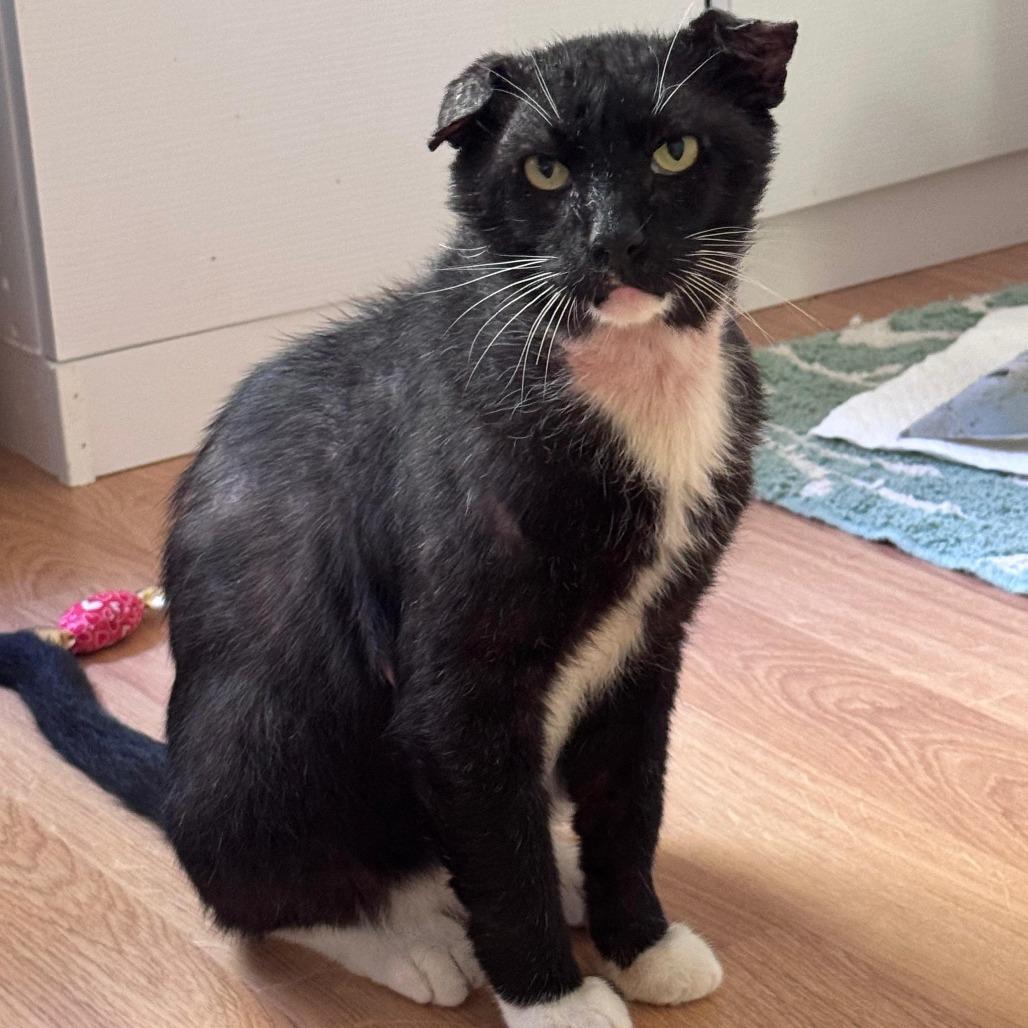 Bunny, a Adoptable Domestic Short Hair in Lauderhill, FL image 3/4