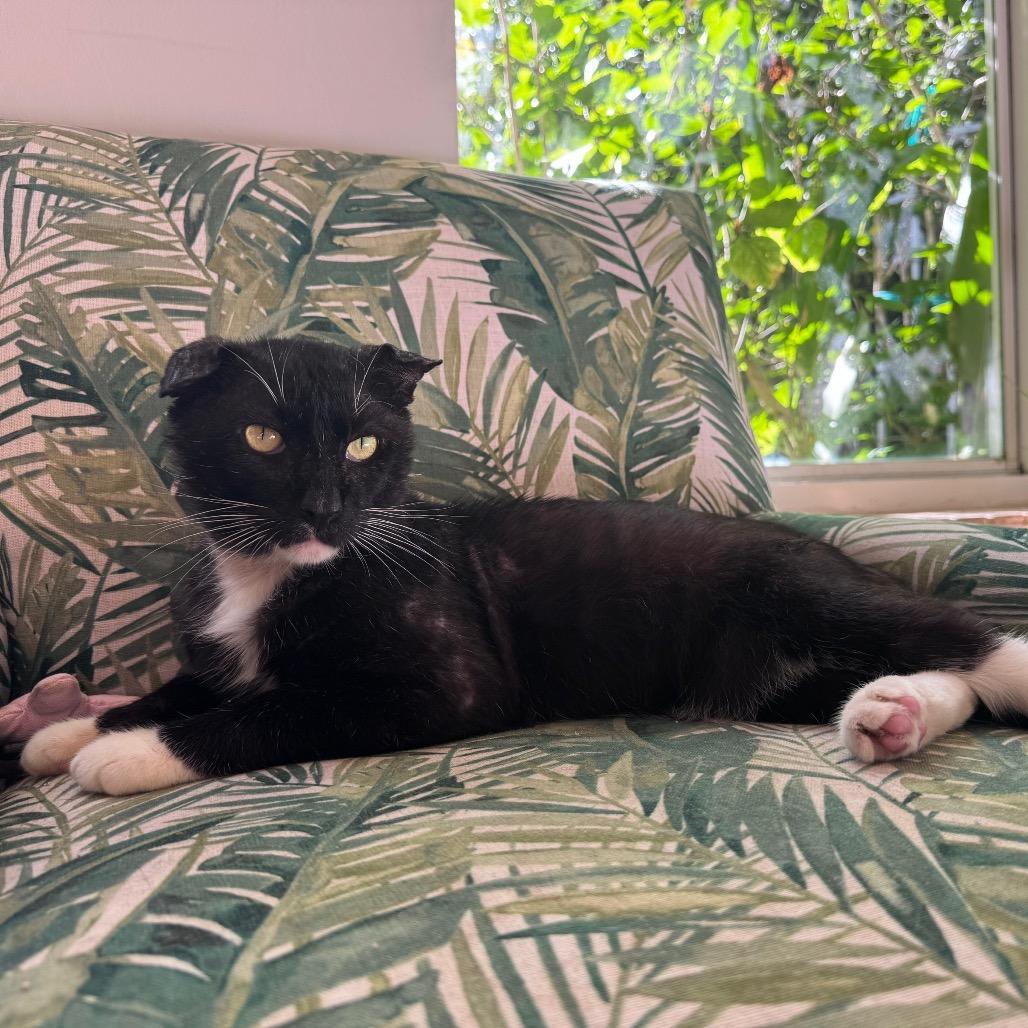 Bunny, a Adoptable Domestic Short Hair in Lauderhill, FL image 4/4