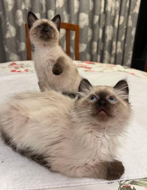 Enlarge Bancroft, an adopted Siamese in Fulton, NY image 3/6