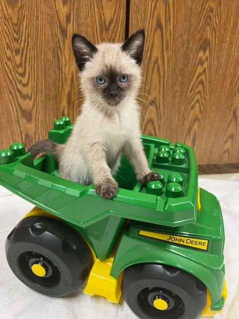 Enlarge Bancroft, an adopted Siamese in Fulton, NY image 6/6