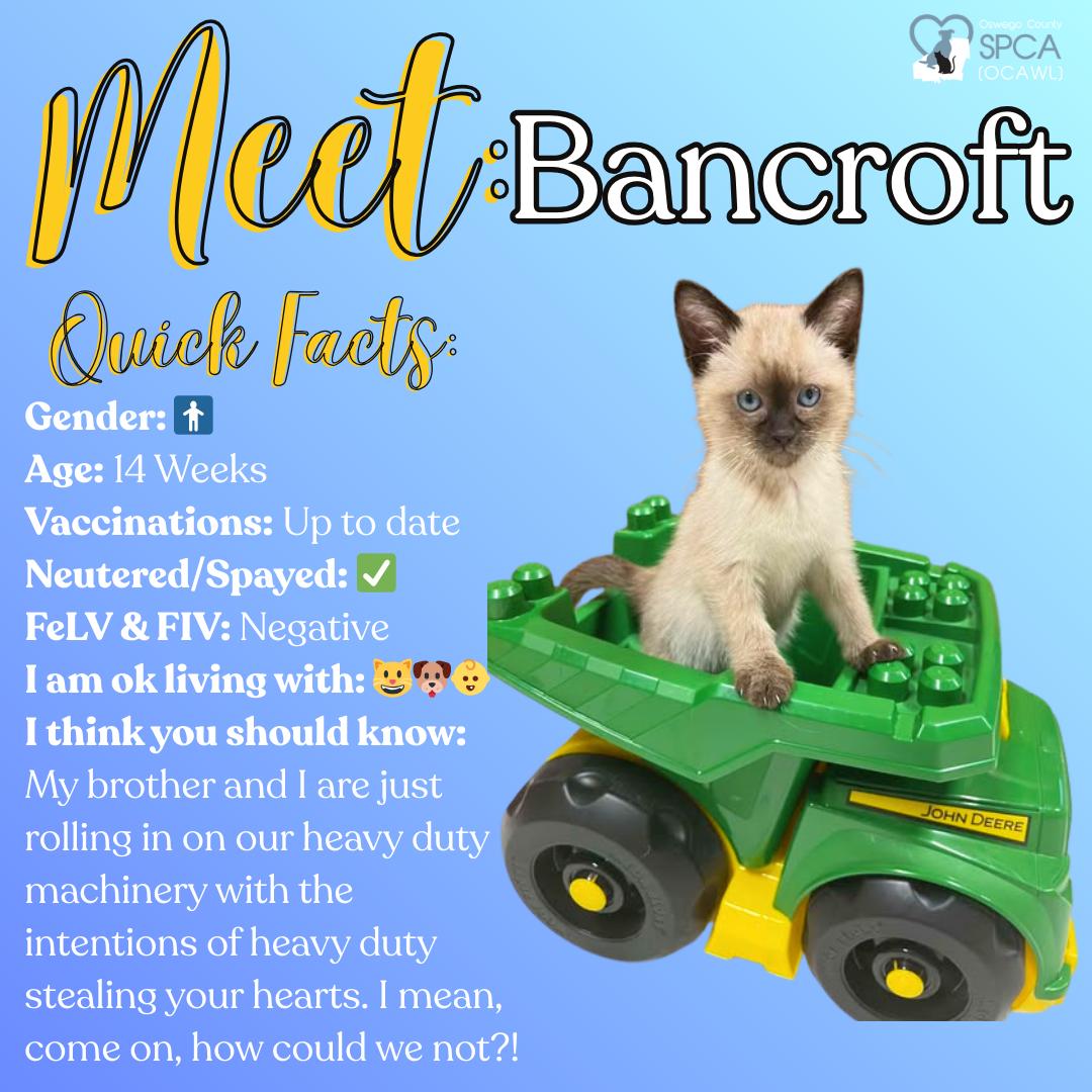 Bancroft, ADOPTABLE, Young Male Siamese.