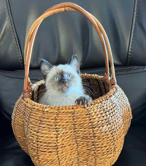 Enlarge Bancroft, an adopted Siamese in Fulton, NY image 4/6