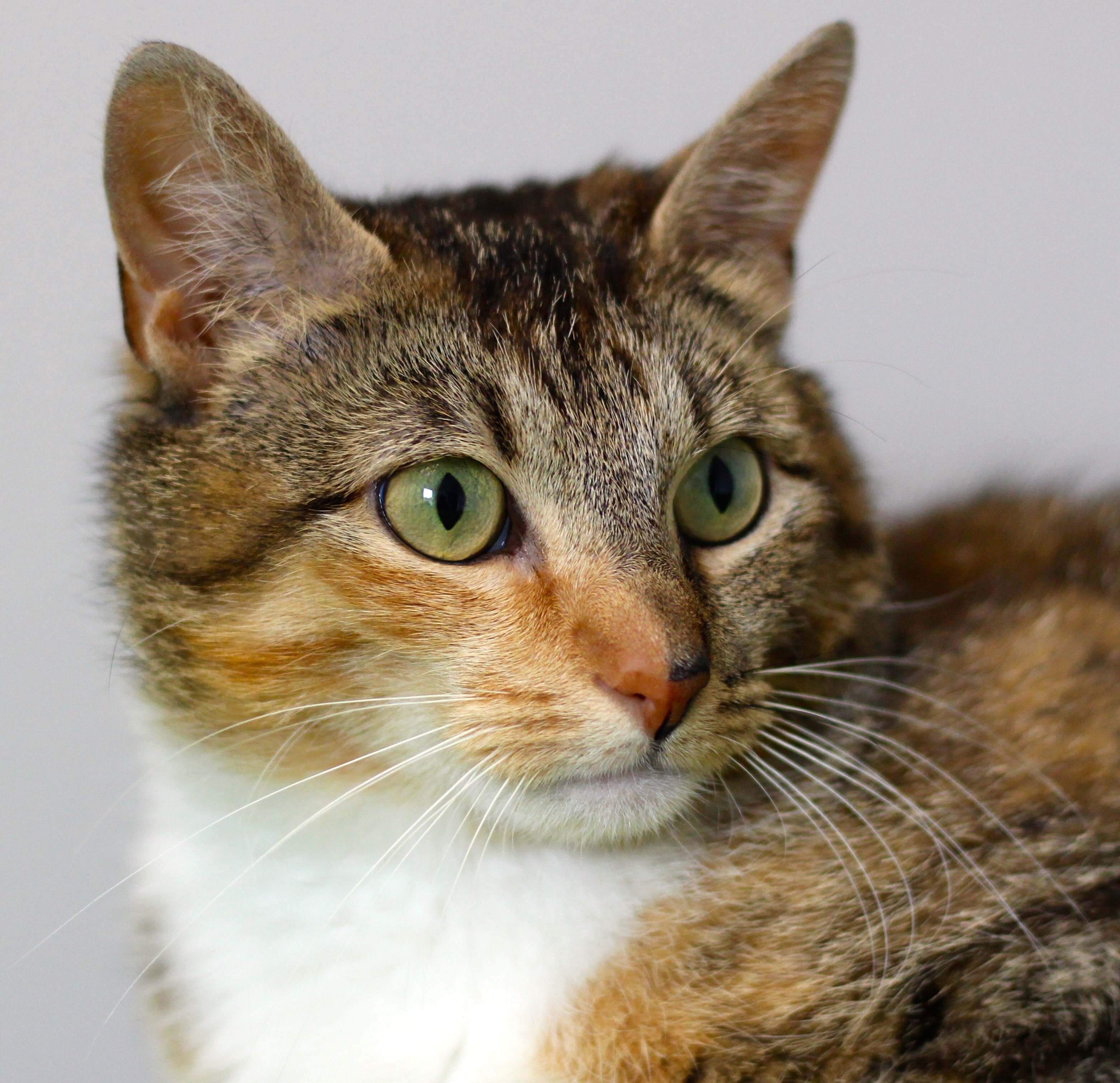 Enlarge Baby Lyla, a Adoptable Domestic Short Hair in Pompton Lakes, NJ image 1/2