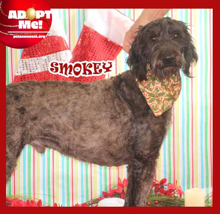 Enlarge Smokey, an adopted mixed breed in South Bend, IN image 1/2