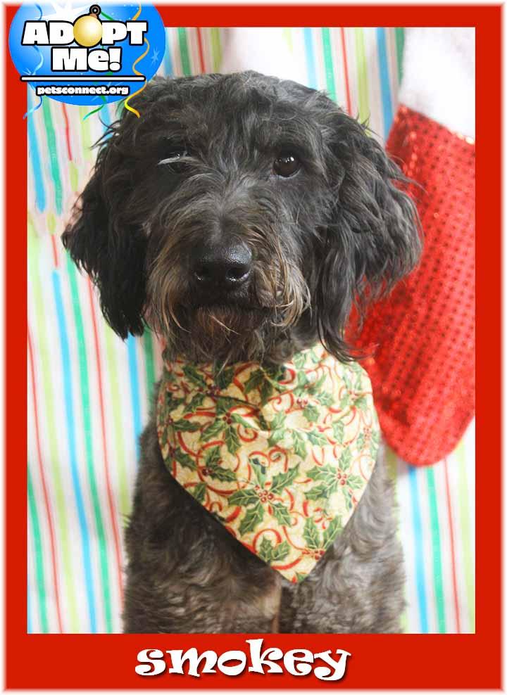 Smokey, adopted, Adult Male Old English Sheepdog & Poodle.
