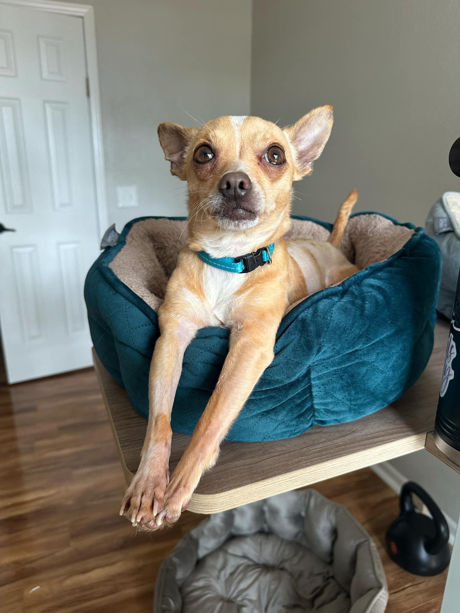 Gus, Adoptable, Young Male Chihuahua.