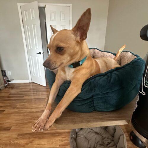 Enlarge Gus, a Adoptable Chihuahua in Wilmington, NC image 2/2