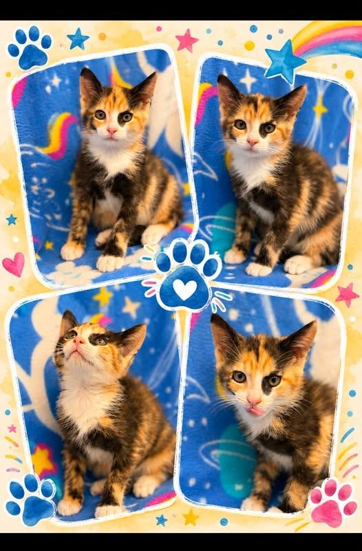 Fiji, Adoptable, Kitten Female Domestic Short Hair.