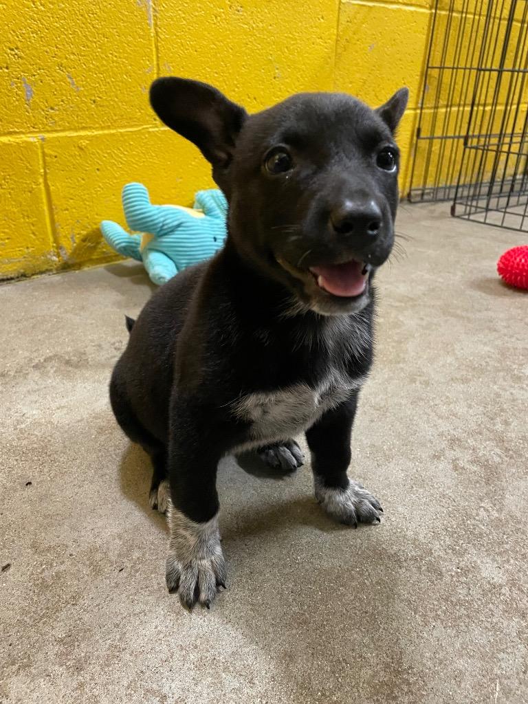 Kacey, Adoptable, Puppy Female Australian Cattle Dog / Blue Heeler.
