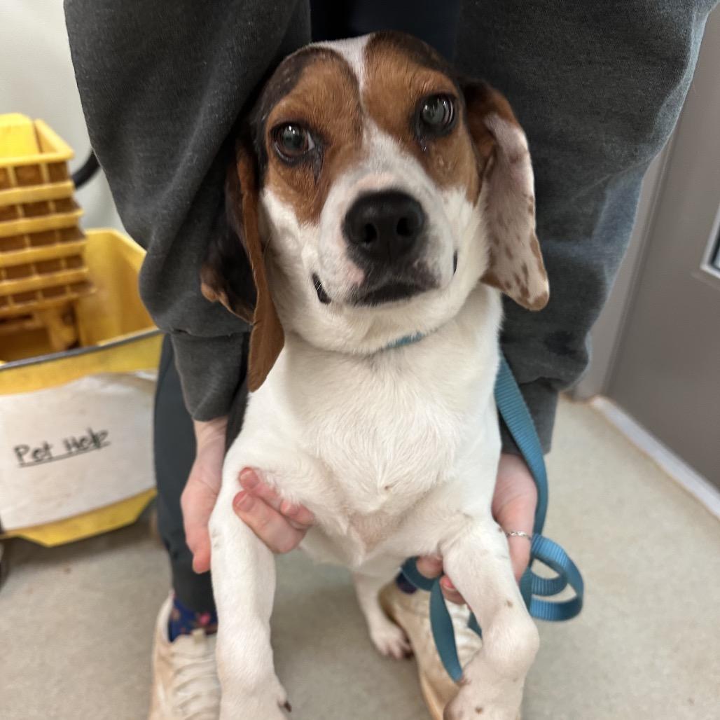 Gouda — thumbnail 3