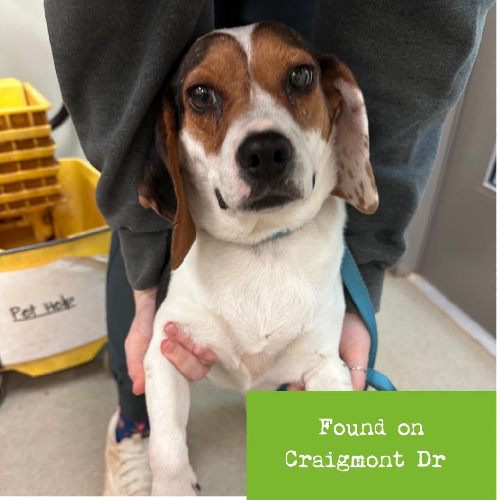 Gouda — thumbnail 4