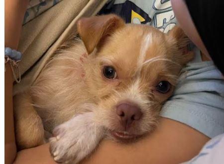 Nugget-3 MV13954-T   LOCAL Adoption Event in Marysville 12/05 5