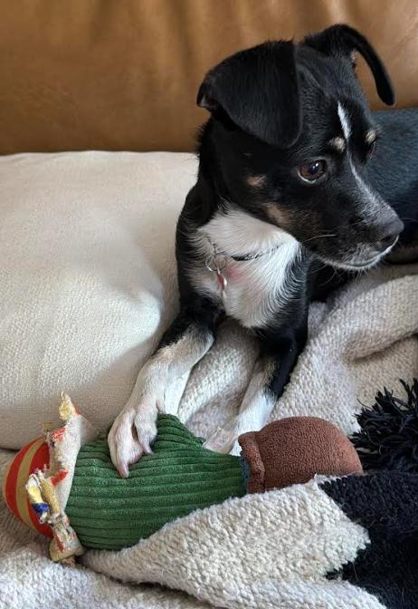 Enlarge River, a Adoptable mixed breed in San Diego, CA image 1/3