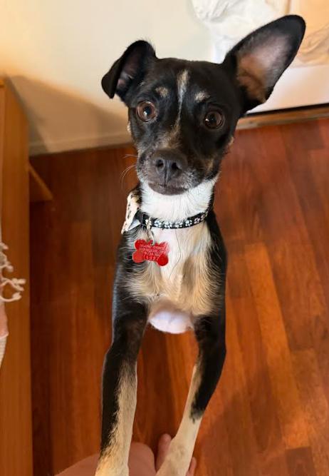 Enlarge River, a Adoptable mixed breed in San Diego, CA image 2/3