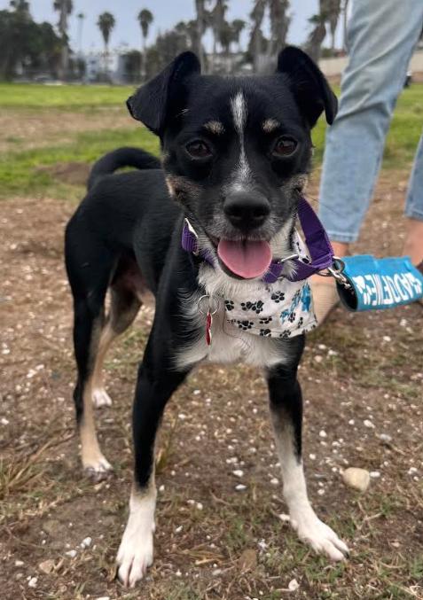 Enlarge River, a Adoptable mixed breed in San Diego, CA image 3/3