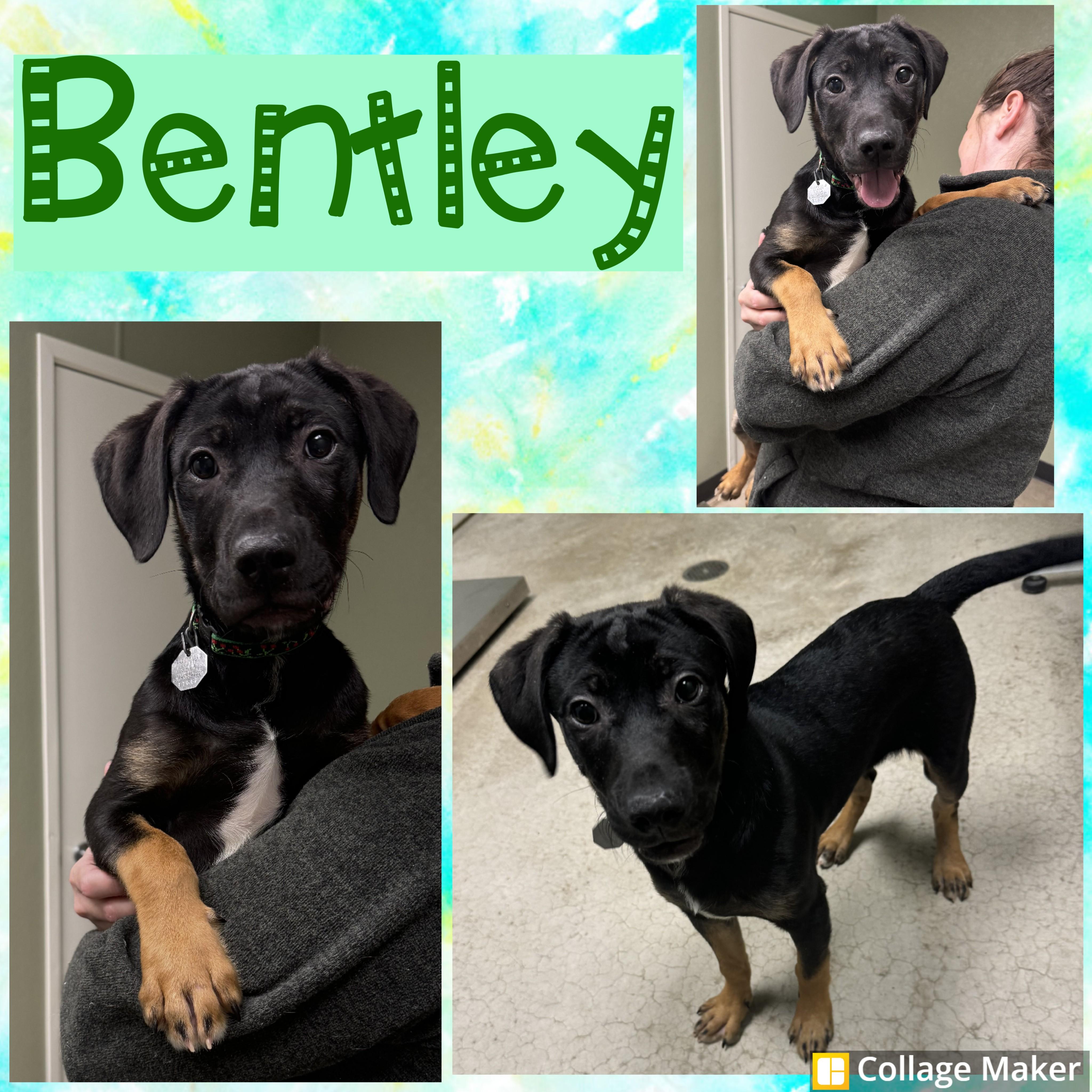 Enlarge Bentley, a ADOPTABLE mixed breed in Clearfield, PA image 1/1