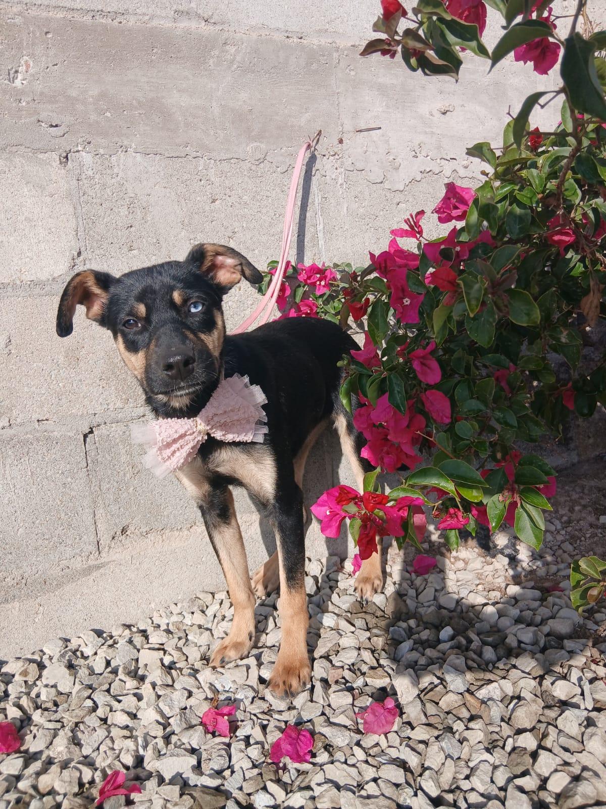 Enlarge Sugar, a Adoptable mixed breed in Los Angeles, CA image 2/5