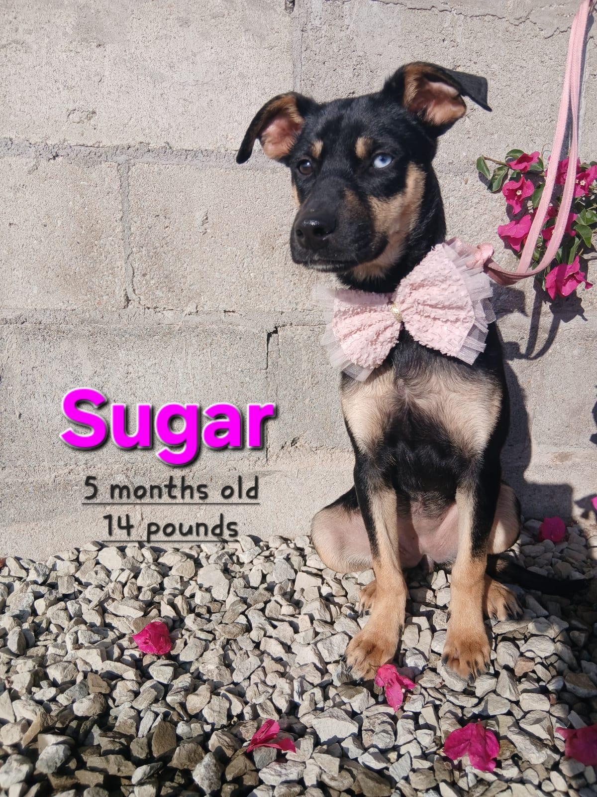 Enlarge Sugar, a Adoptable mixed breed in Los Angeles, CA image 4/5