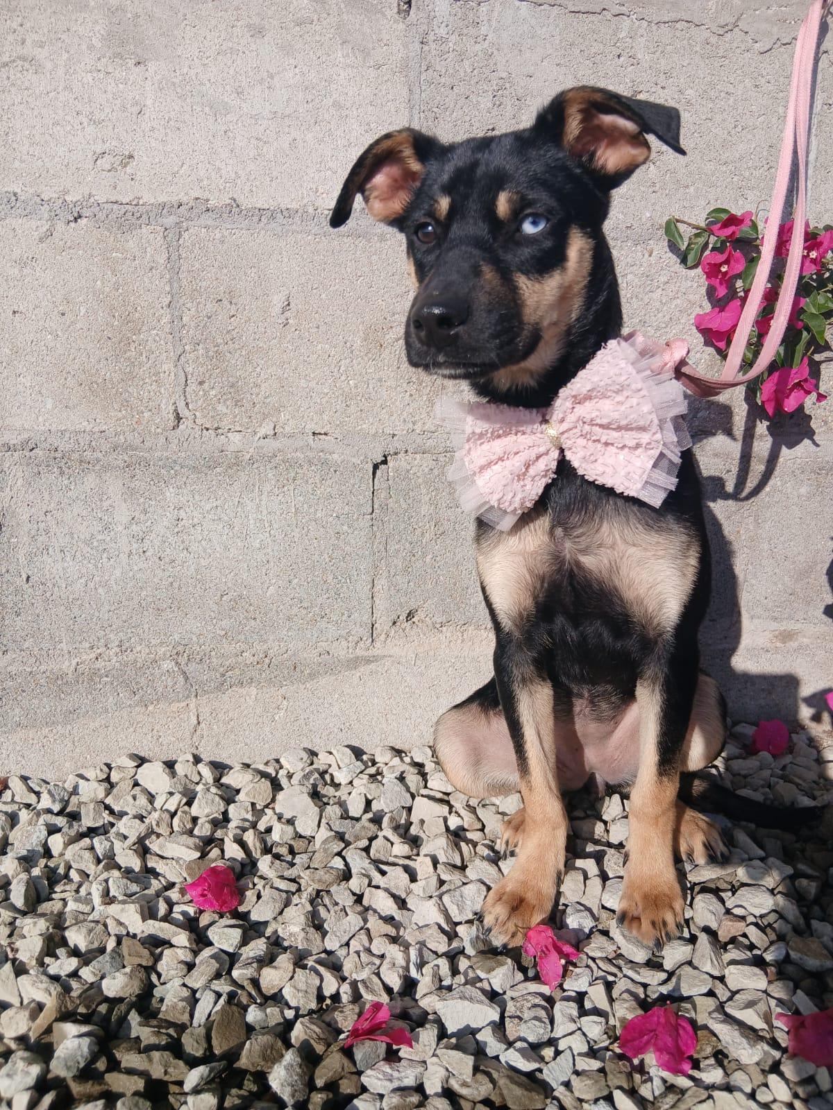 Enlarge Sugar, a Adoptable mixed breed in Los Angeles, CA image 1/5