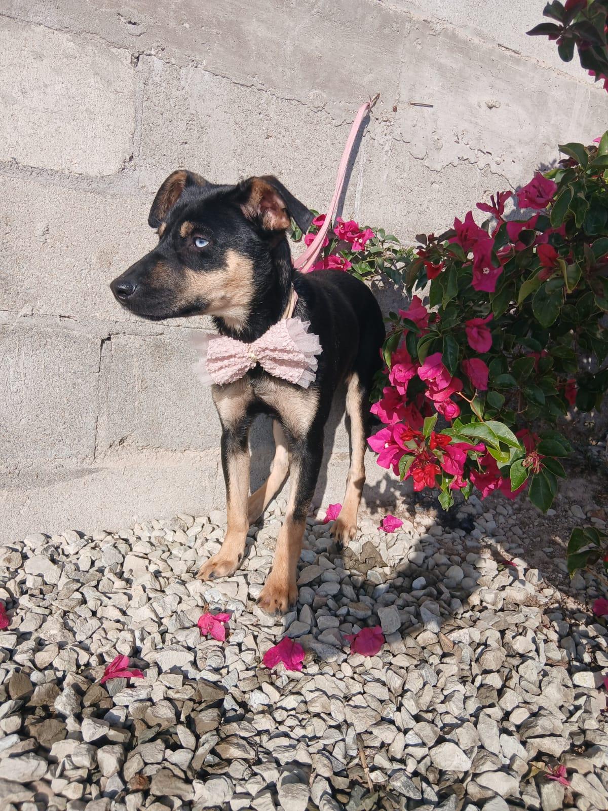 Enlarge Sugar, a Adoptable mixed breed in Los Angeles, CA image 5/5
