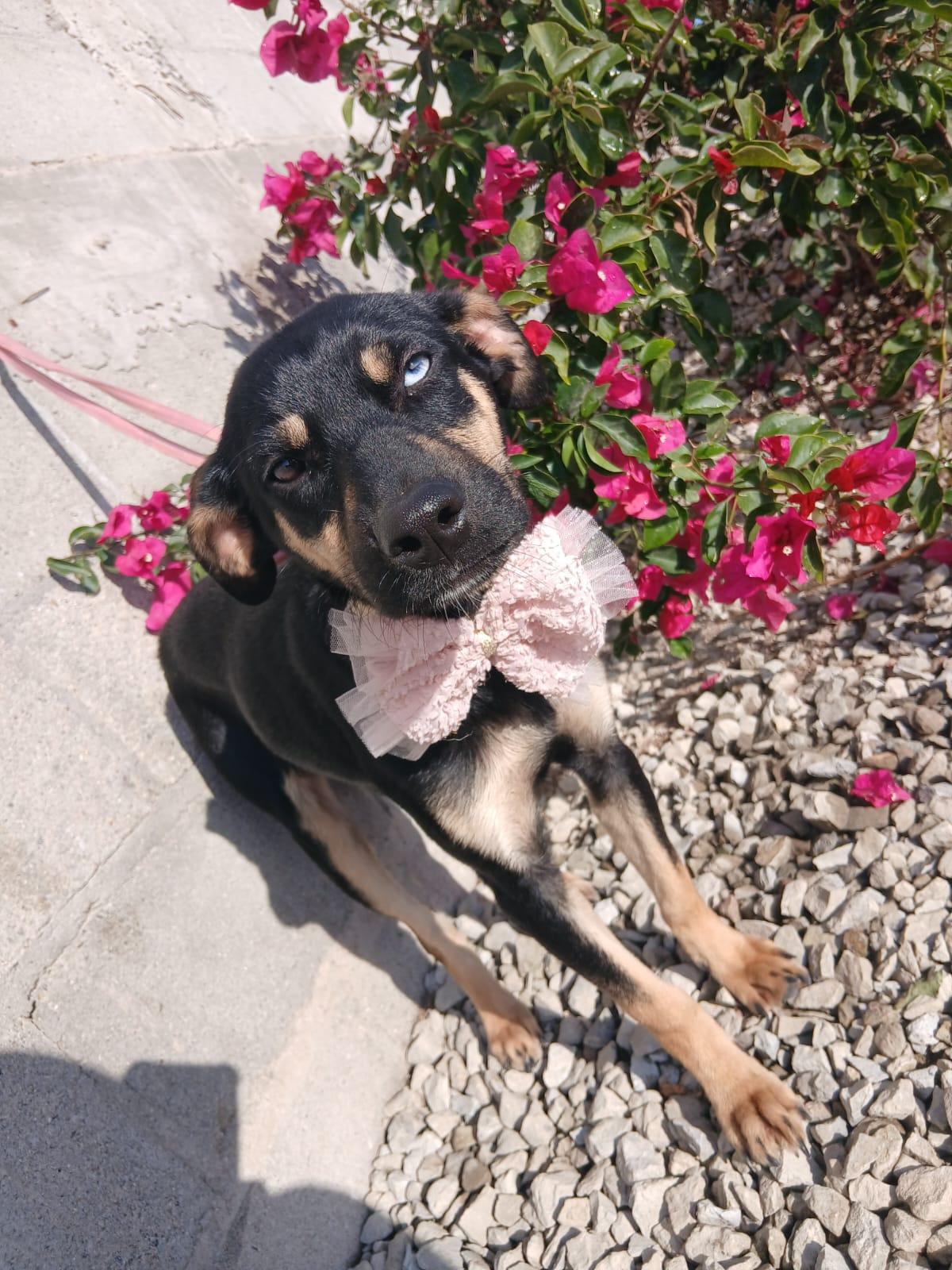 Enlarge Sugar, a Adoptable mixed breed in Los Angeles, CA image 3/5