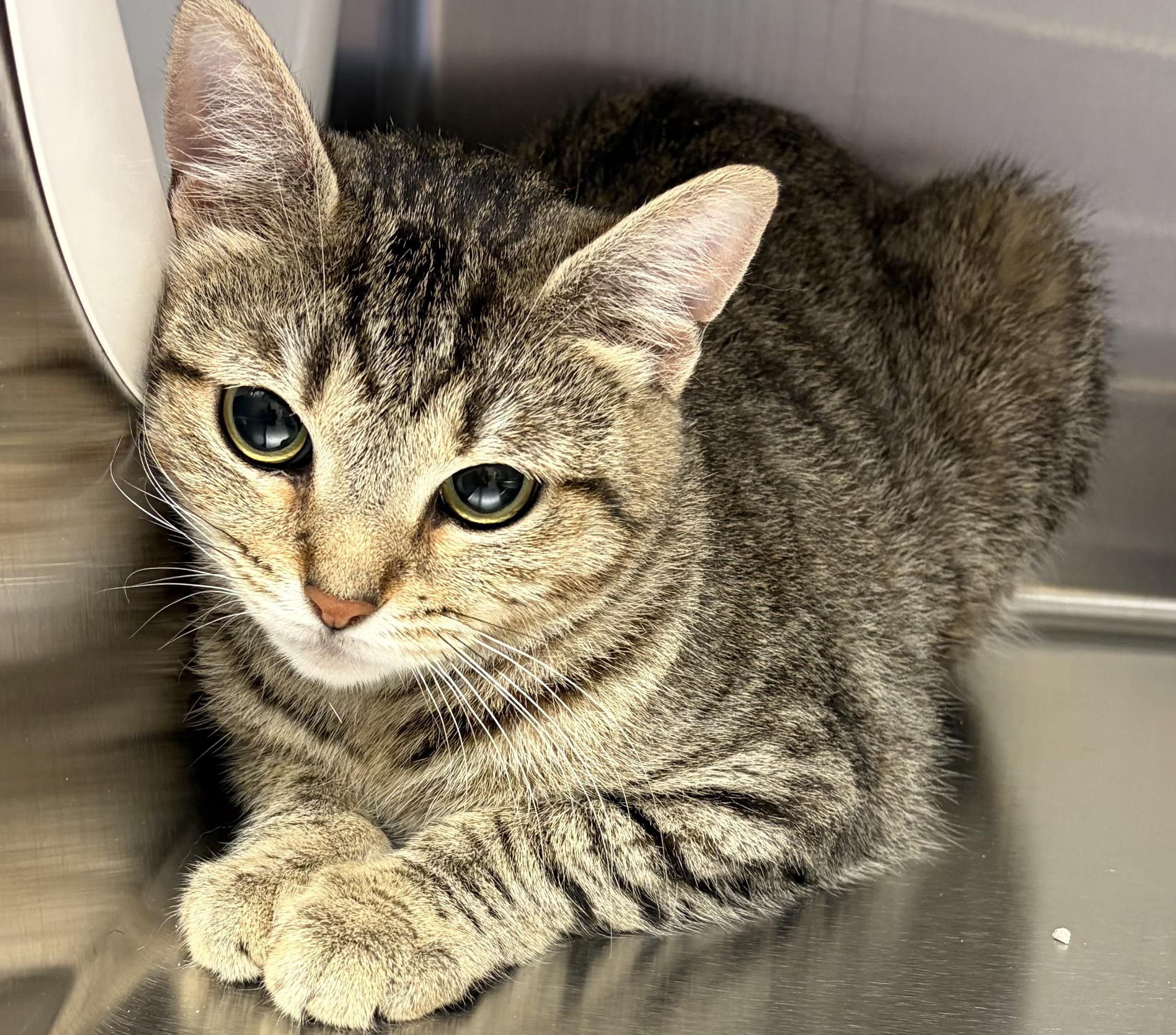Penny, Adoptable, Young Female American Shorthair.