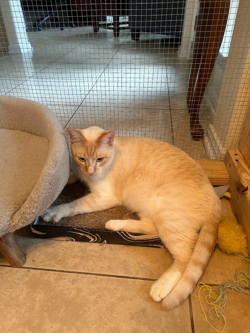 Cat for adoption Derick Delight, a Siamese Mix in Friendswood, TX