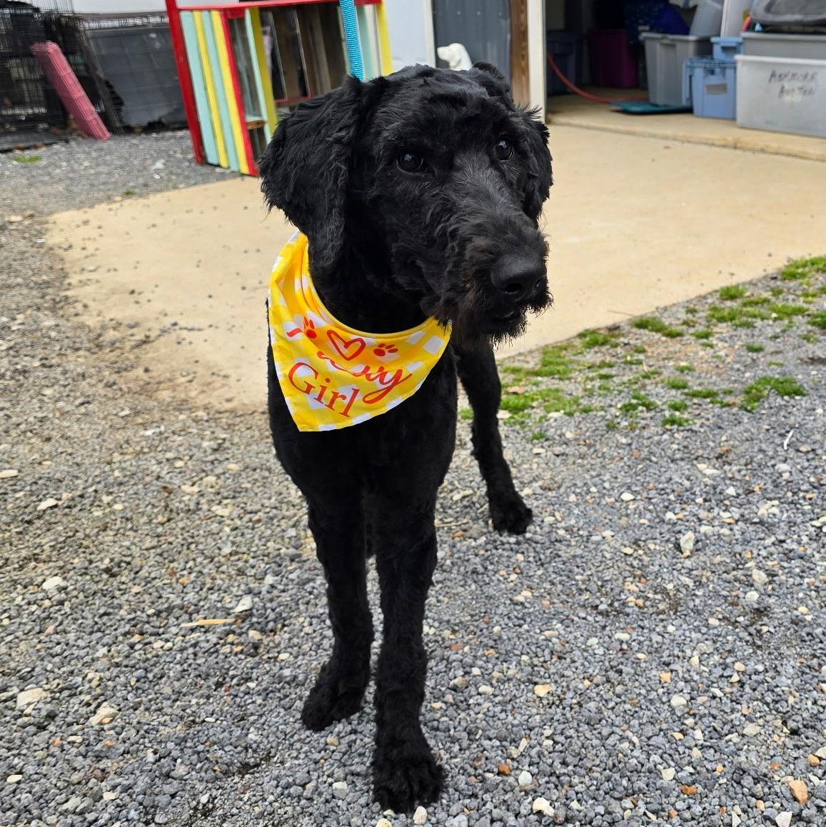 Enlarge Zoe, a Adopted Labradoodle in Alamo, TN image 2/5