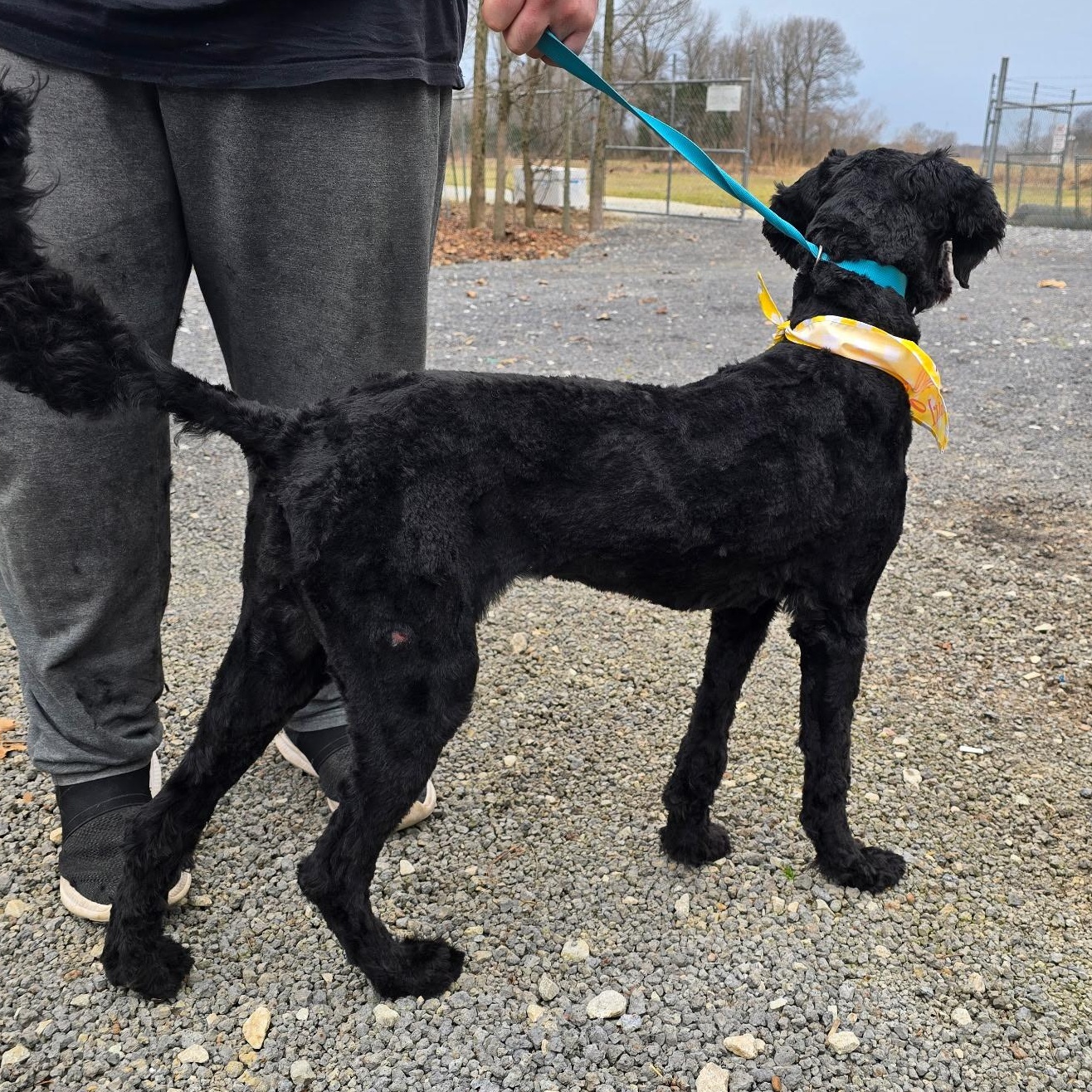 Enlarge Zoe, a Adopted Labradoodle in Alamo, TN image 3/5