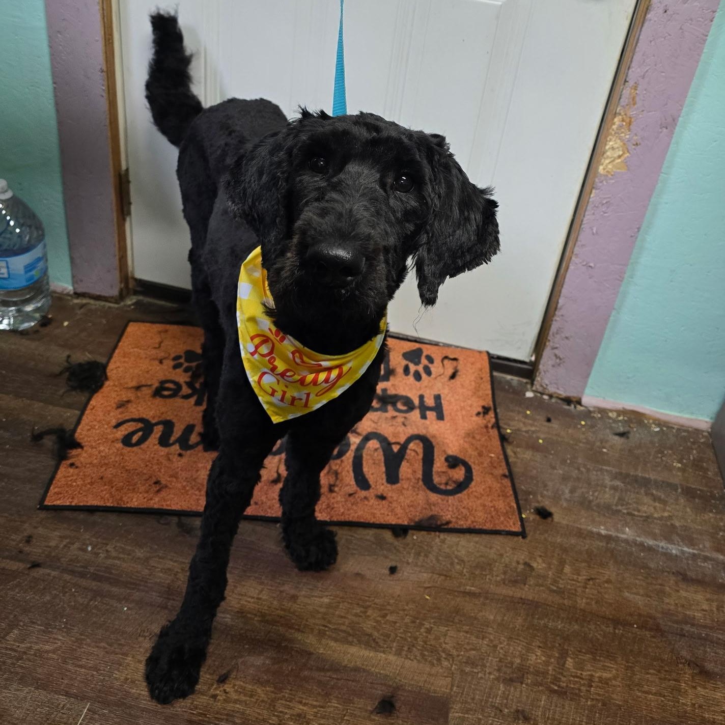 Enlarge Zoe, a Adopted Labradoodle in Alamo, TN image 4/5