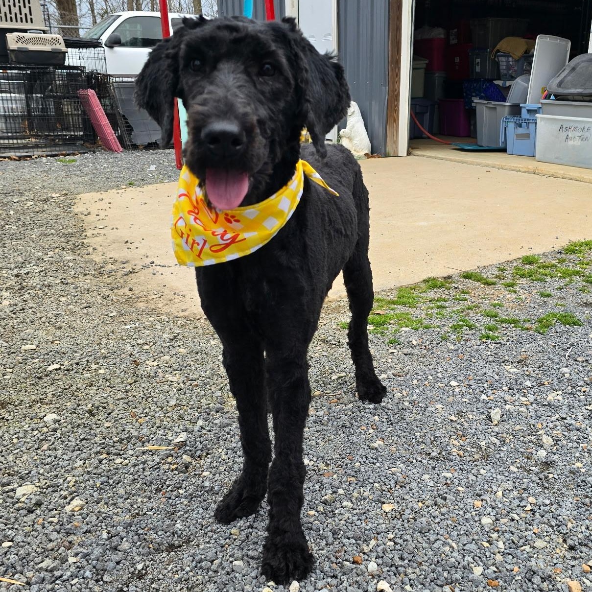Enlarge Zoe, a Adopted Labradoodle in Alamo, TN image 1/5