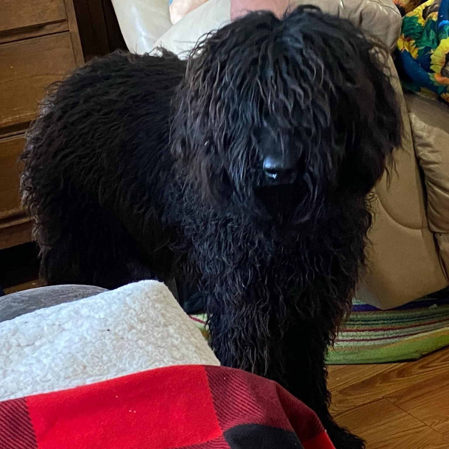Enlarge Zoe, a Adopted Labradoodle in Alamo, TN image 5/5