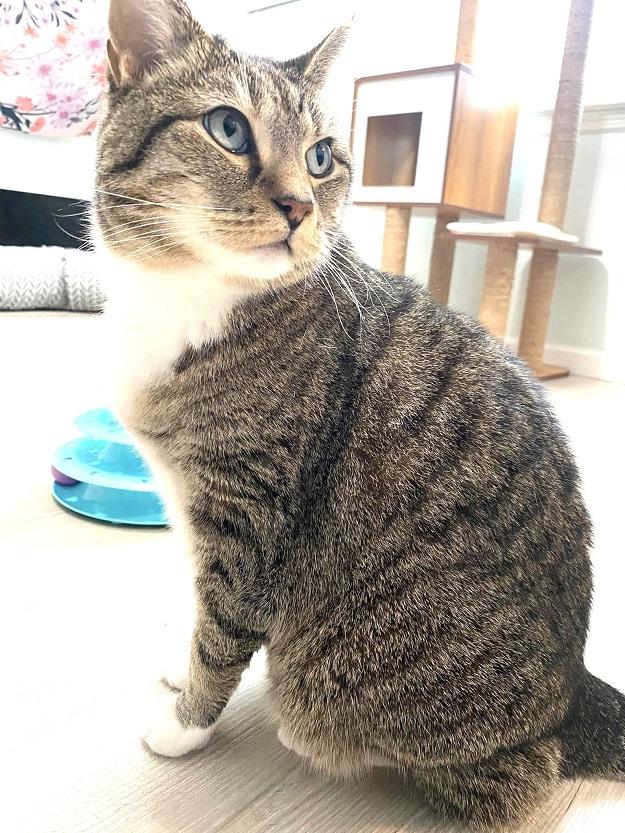 TIGER LILLY, ADOPTABLE, Adult Female Tabby.