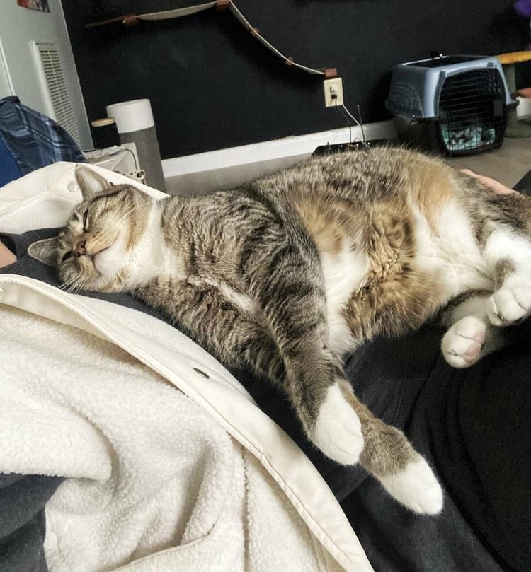 Enlarge TIGER LILLY, a ADOPTABLE Tabby in Pegram, TN image 3/5