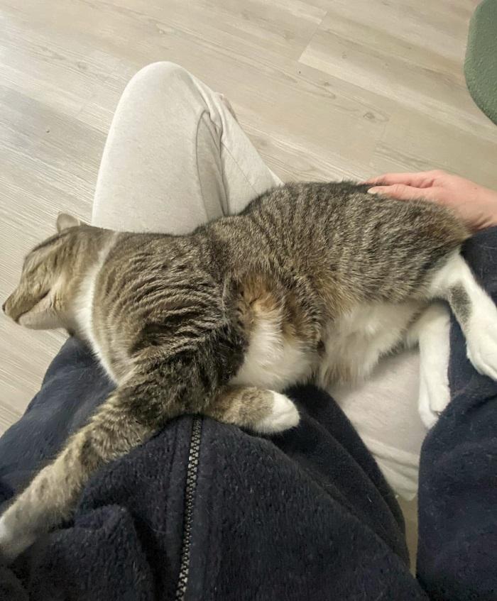 Enlarge TIGER LILLY, a ADOPTABLE Tabby in Pegram, TN image 2/5