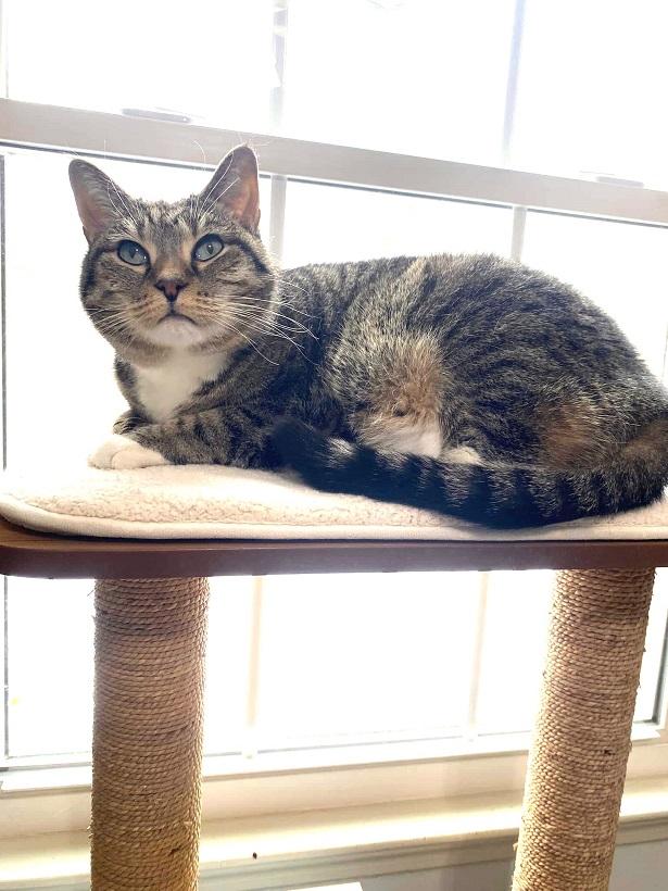 Enlarge TIGER LILLY, a ADOPTABLE Tabby in Pegram, TN image 4/5