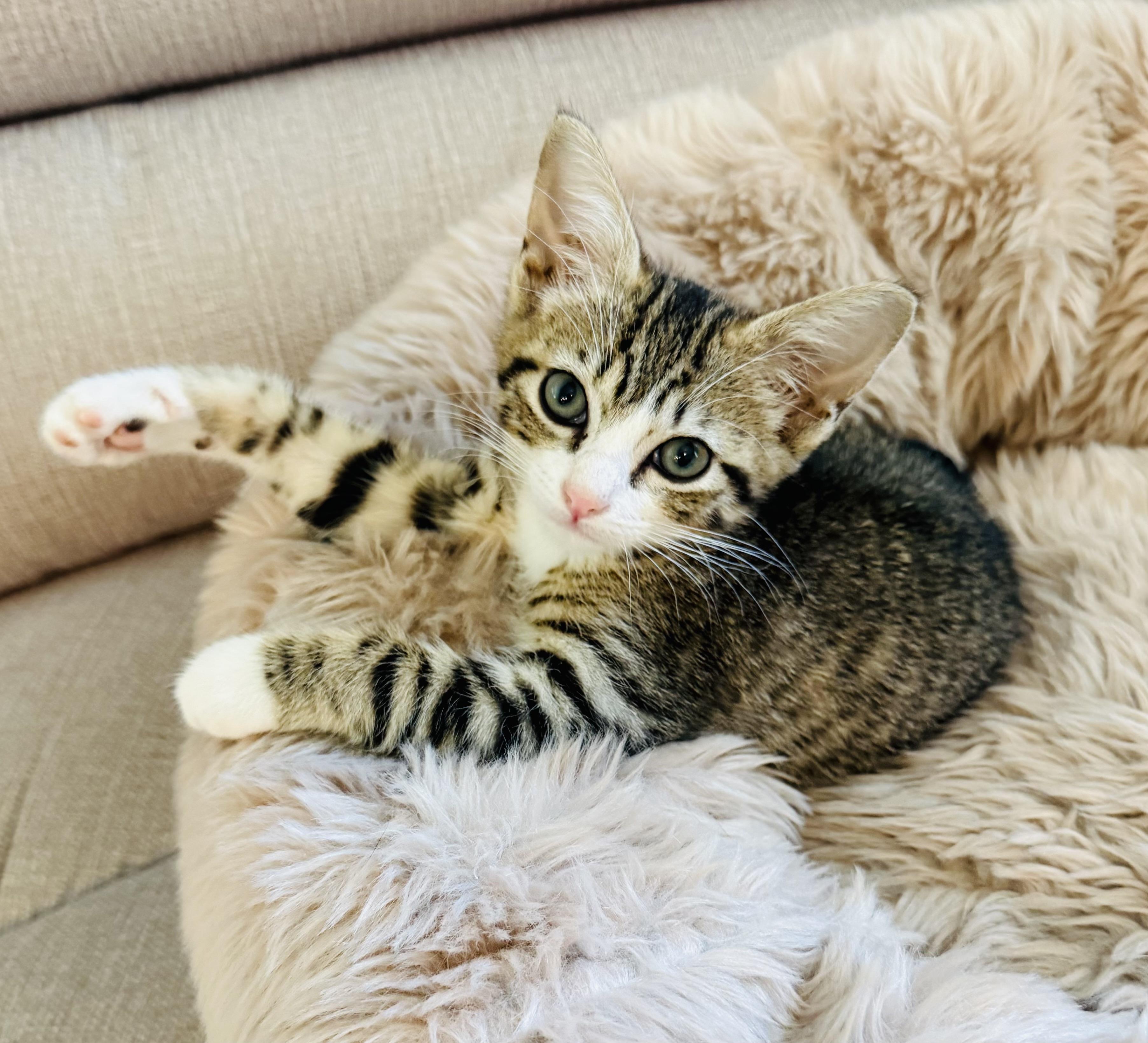 Pixie (more pics coming soon!!)